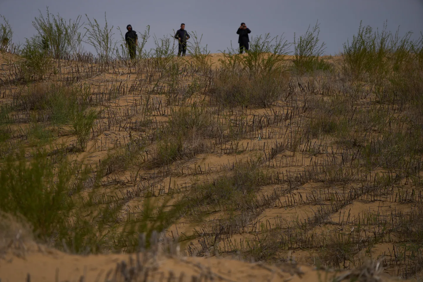 Men stand on top of a sand dune covered by a grass checkerboard that is part of desertification control efforts at the Engebei Ecological Area near Ordos in northern China’s Inner Mongolia province on Friday, June 12, 202