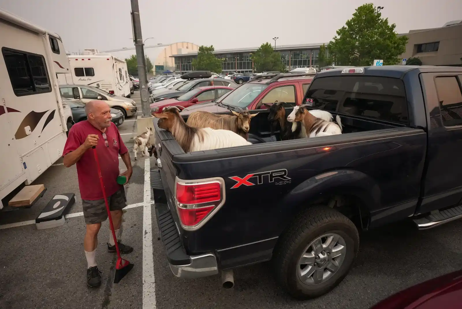 Greg Krauter, who was forced to evacuate his Summerland property with his seven goats in the middle of the night due to the Bald Range wildfire, checks on some of them in the back of his truck as others walk around outside