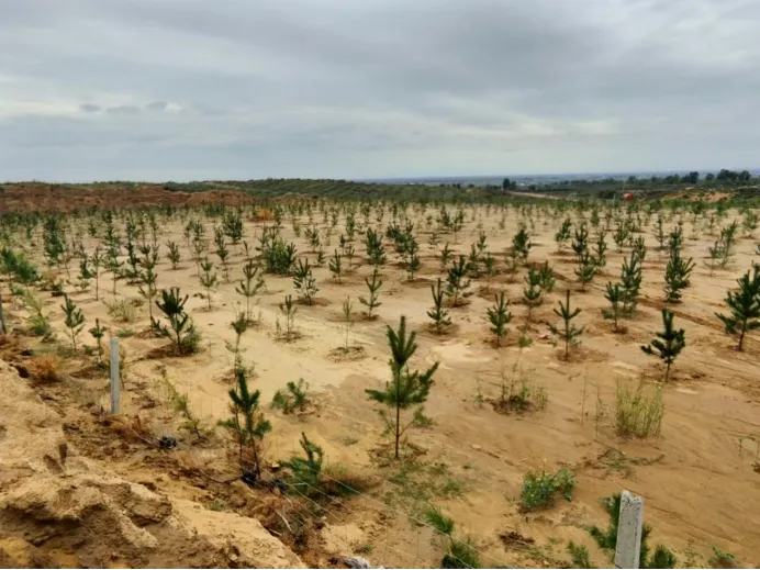 Local vegetation selected for ecological restoration