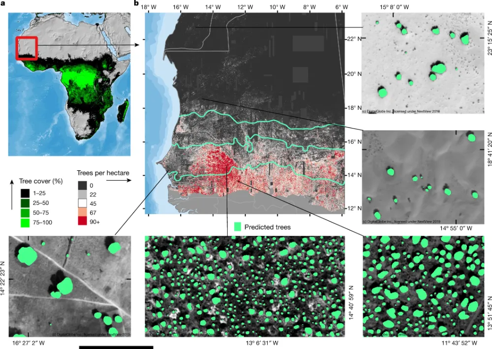 Mapping trees using deep learning.